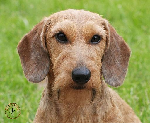 Dachshund 9Y425D-122.JPG